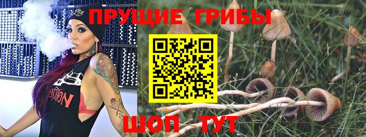 Псилоцибиновые грибы GOLDEN TEACHER  Вход с VPN  Невинномысск  Псилоцибиновые грибы Cubensis 